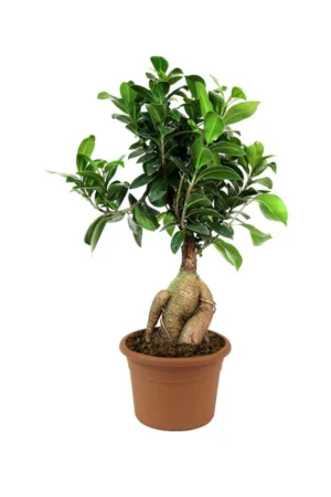 Ginseng Bonsai - Bonsai Plants - Image 2
