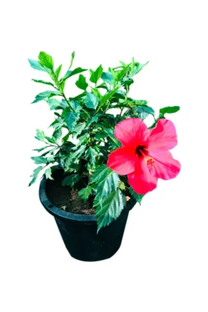 Hibiscus - Malvaceae - Image 2
