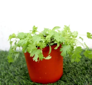 Coriander Plant - Image 3