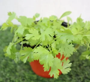 Coriander Plant - Image 2