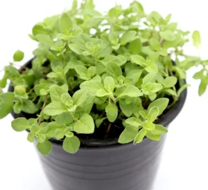 Origanum vulgare - Image 3