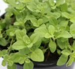Origanum vulgare