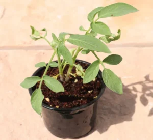 Tomato - Solanum lycopersicum - Image 3