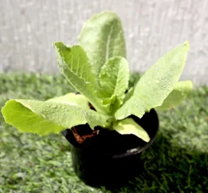 Lettuce “Lactuca” - Image 2