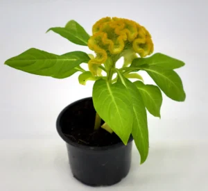 Celosia Plumosa Or Silver Cock’s comb - Image 3
