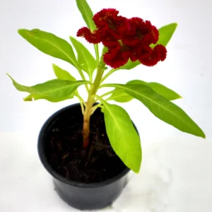 Celosia Plumosa Or Silver Cock’s comb - Image 4