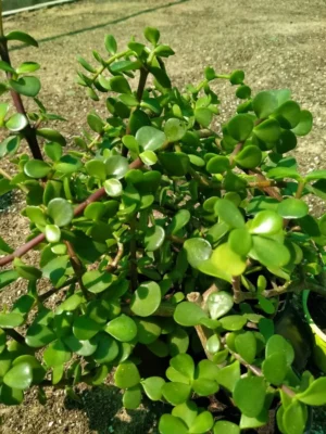 Jade Plant - Crassula Ovata - Image 2