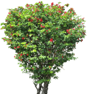Jatropha integerrima (Peregrina, Firecracker Jatropha) - Image 4