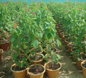Jatropha integerrima (Peregrina, Firecracker Jatropha) - Image 5