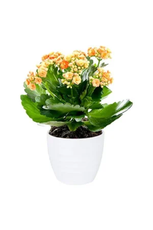 Widow 's thrill - Kalanchoe - Image 3