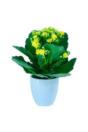 Widow 's thrill - Kalanchoe - Image 2
