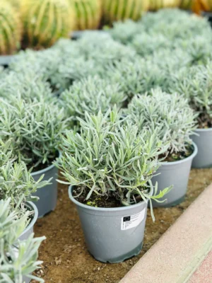 Lavender - Lavandula Dentata - Image 2