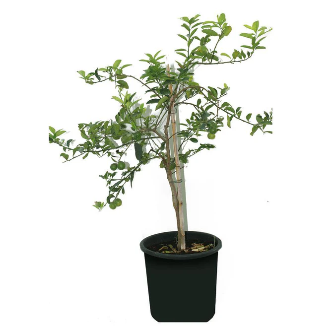 Lemon - Lemon Tree
