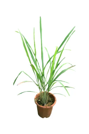 Lemon Grass -Cymbopogon Citratus - Image 3