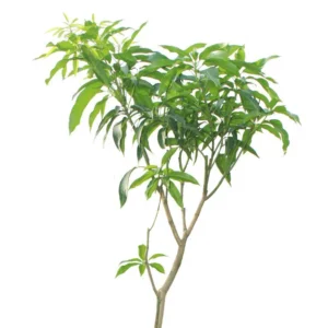 Mango - Mangifera Indica - Image 3