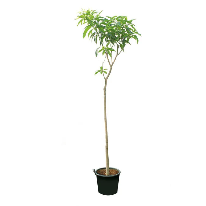 Mango - Mangifera Indica