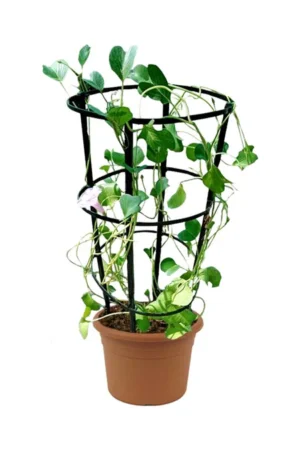 Morning Glory - Ipomoea Pes-Caprae - Image 3
