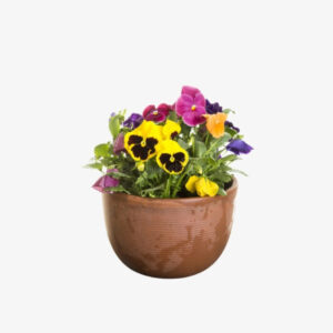 Pansy Plant - Image 2