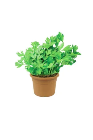 Parsley - Petroselinum Crispum - Image 2