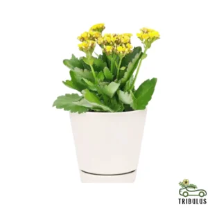 Widow 's thrill - Kalanchoe