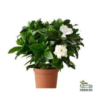 Gardenia - Cape Jasmine