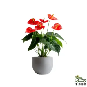 Anthurium - Flamingo Flower