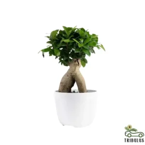 Ginseng Bonsai - Bonsai Plants