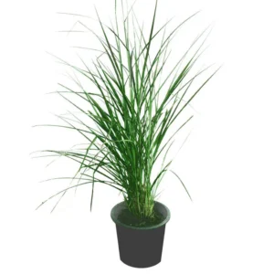 Pennisetum Grass (Green) -Pennisetum Alopecuroides - Image 2