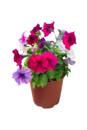 Petunia - Image 2