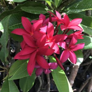 Plumeria red - Plumeria rubra - Image 2