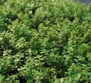 Portulacaria Afra “Elephant Bush” - Image 3