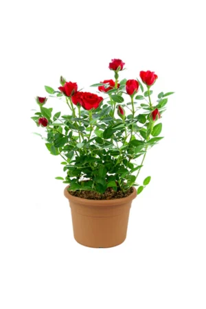Rose - Image 3