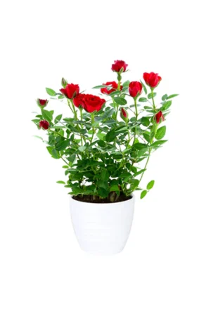 Rose - Image 4