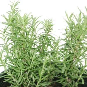 Rosemary - Salvia Rosmarinus - Image 2