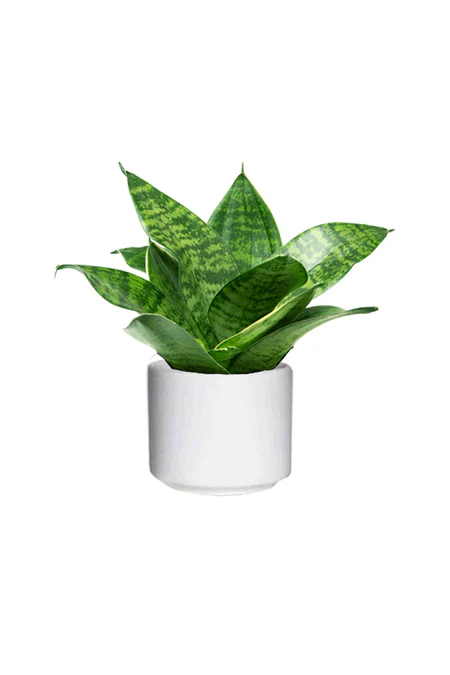 Sansevieria Mini - Dracaena Trifasciata