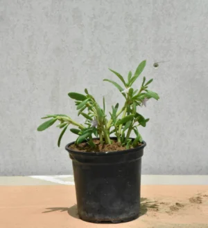 Sesuvium Verrucosam - Image 3