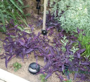 Setcreasea Purpurea or Purple Heart - Image 3
