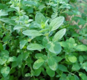Sweet Marjoram - Image 3