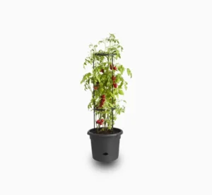 Tomato - Solanum lycopersicum - Image 2
