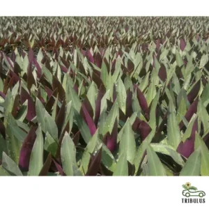 Rhoeo Discolor or Moses-in-the-Cradle