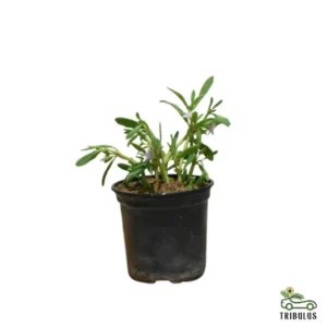 Sesuvium Verrucosam