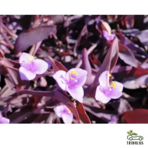 Setcreasea Purpurea or Purple Heart