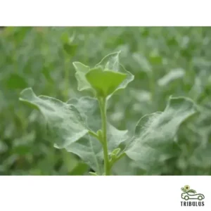 Atriplex Halimus Or Salt Bush