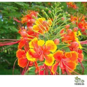 Caesalpinia Pulcherrima “Peacock Flower”