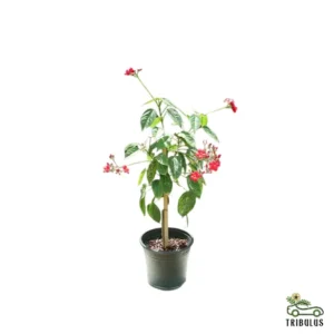 Jatropha integerrima (Peregrina, Firecracker Jatropha)