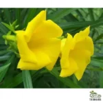 Thevetia peruviana | Cascabela Thevetia