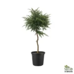 Gum Arabic Tree ( Vachellia Nilotica ) – Acacia Arabica