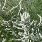 Aerva javanica (Kapok Bush)