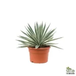 Agave Americana