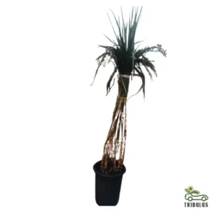 Bamboo Saccharum (Dendrocalamus strictus or Sweet Bamboo)